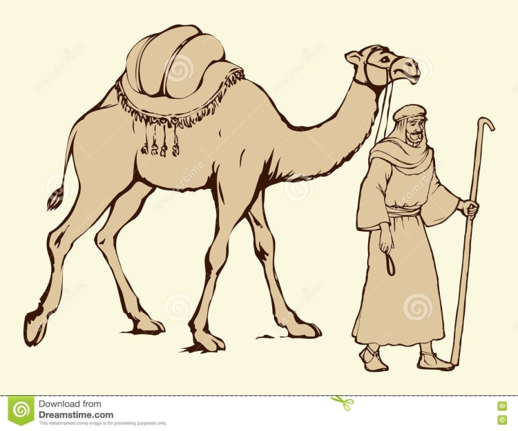 Двугорбый верблюд рисунок