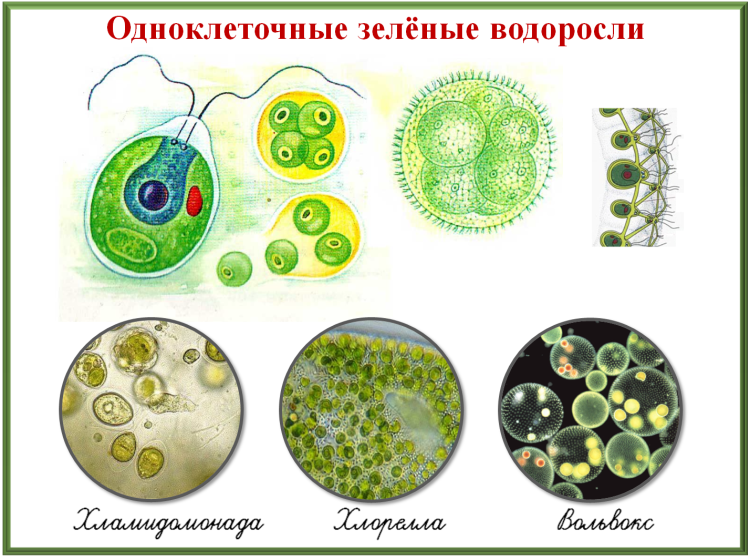 Водоросли одноклеточные рисунок