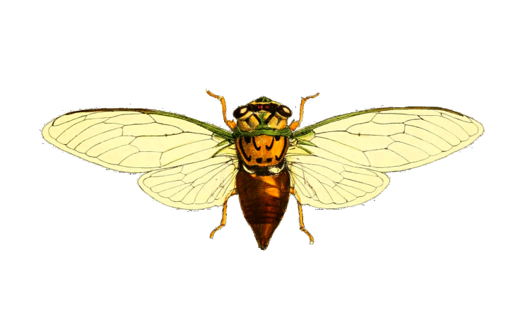 Рисунок цикада