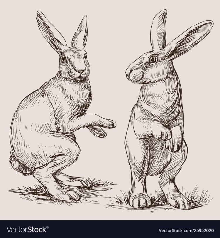 Кролик в профиль рисунок