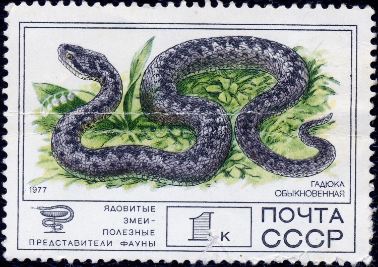 Гадюка обыкновенная рисунок