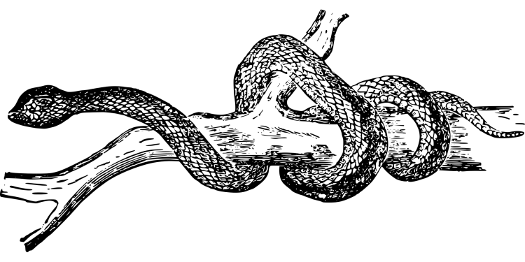 Змея раскраска