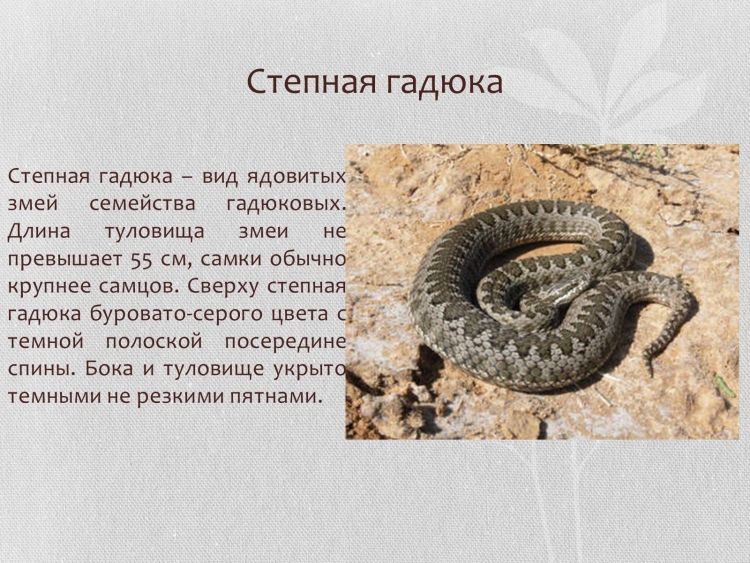 Змея ползет вид сверху