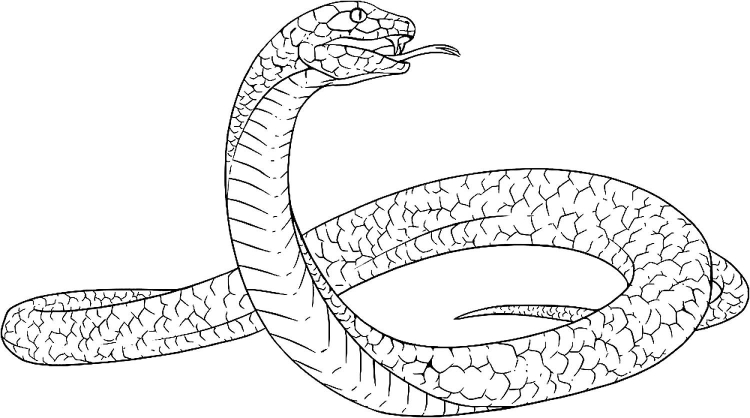 Vipera berus рисунок
