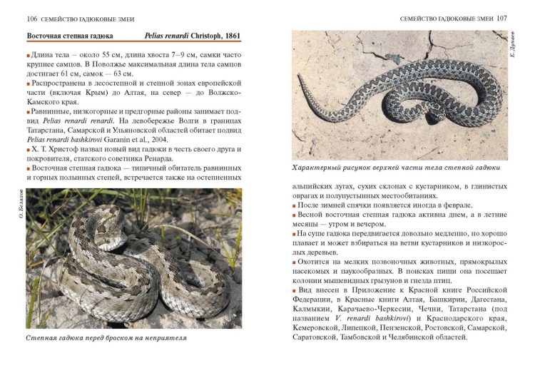 Восточная Степная гадюка описание