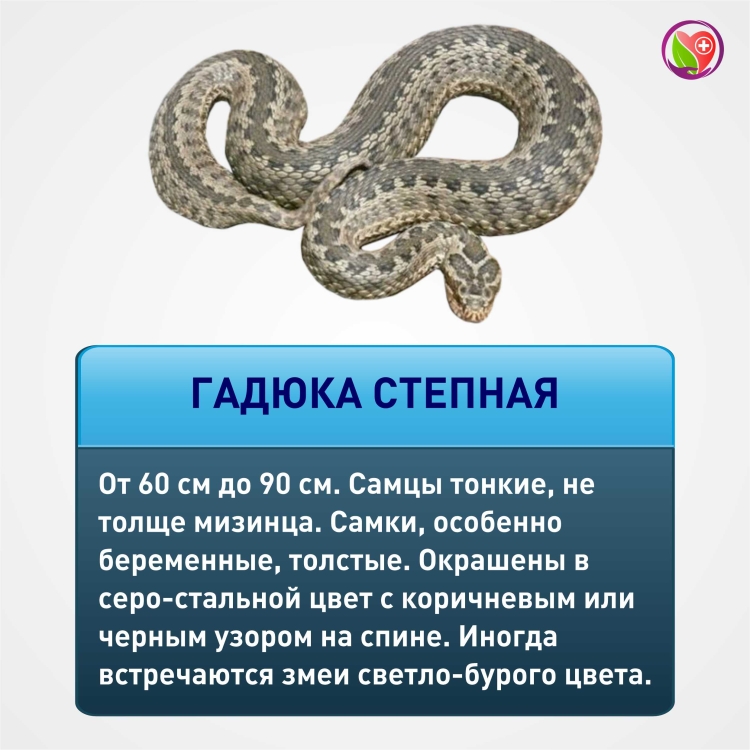 Степная гадюка укусила