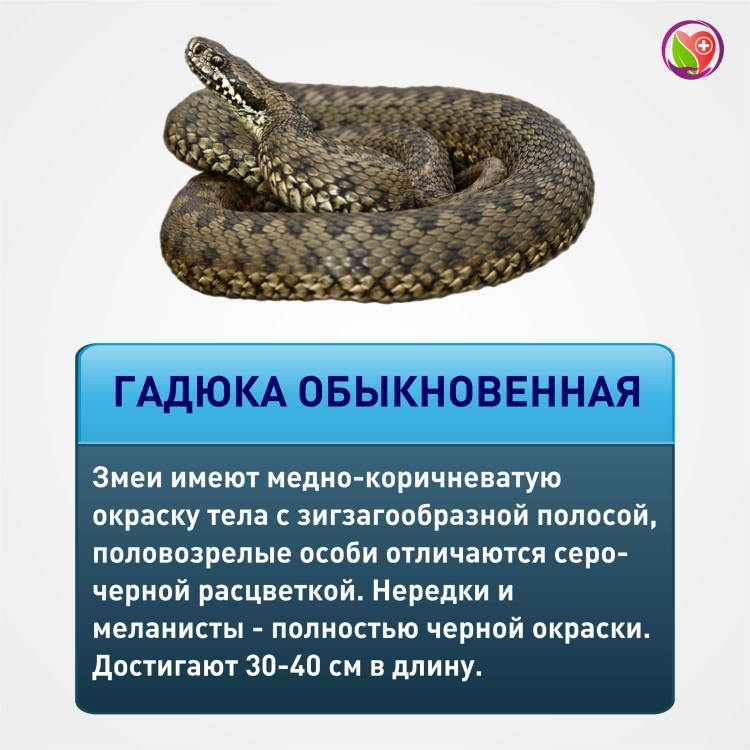 Медянка – Coronella austriaca Laurenti, 1768