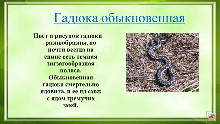 Змея Татуировка эскиз