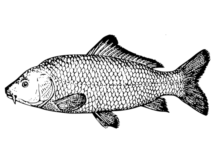 Рыба карась рисунок