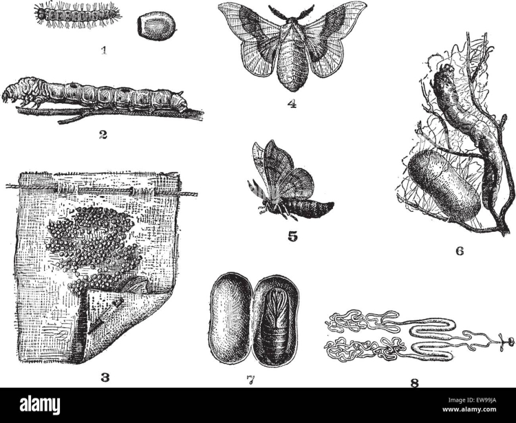 Black and White Moth illustration
