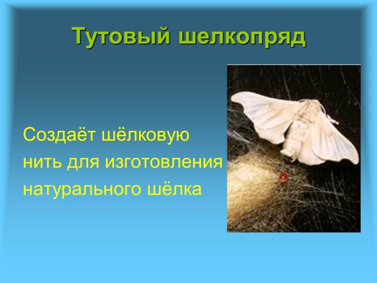 Тутовый шелкопряд самка и самец