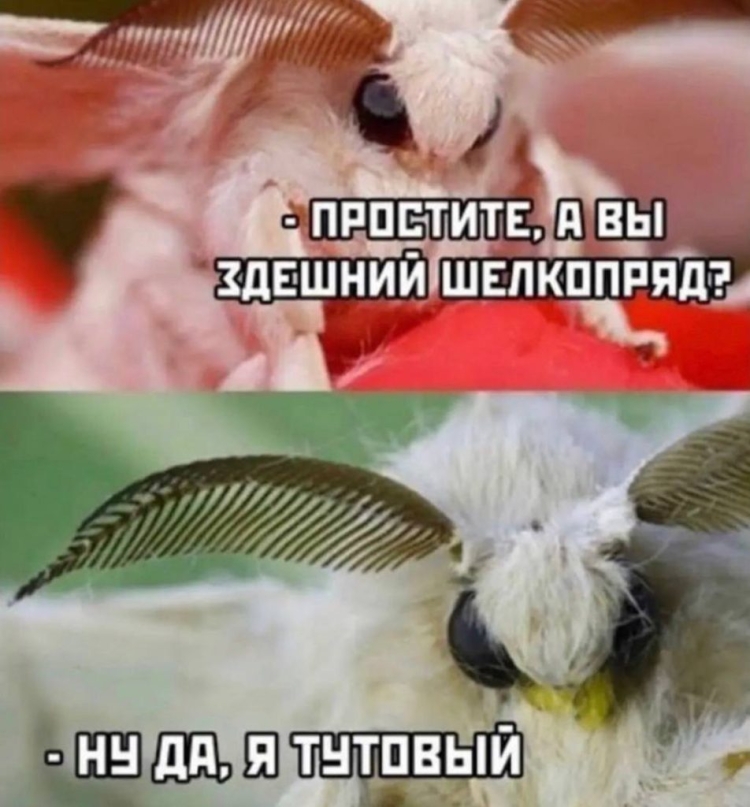 Тутовый шелкопряд гусеница