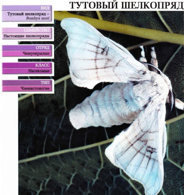Яйца тутового шелкопряда