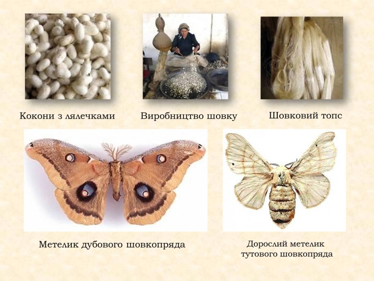 Шелкопряд тутовый рисунок