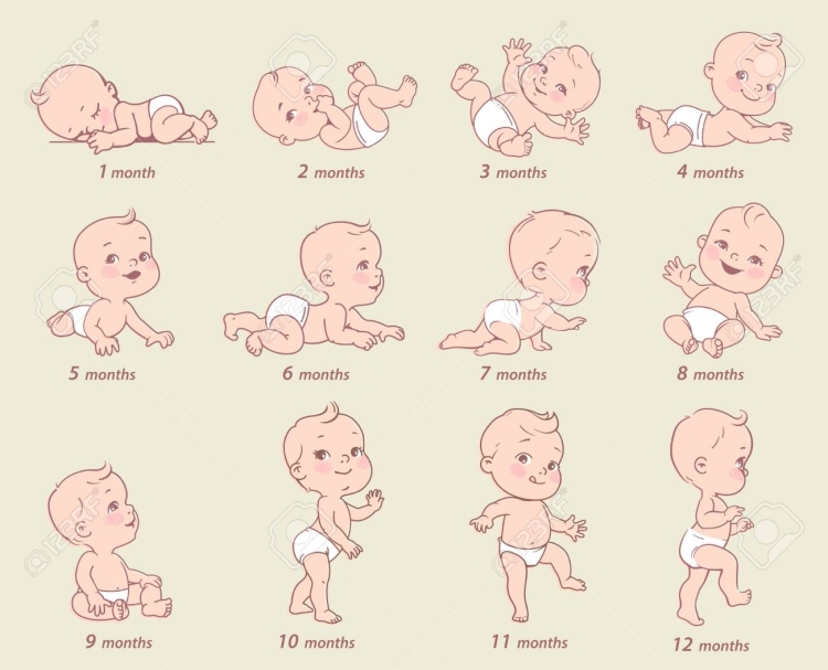 Этапы зарождения ребенка для детей