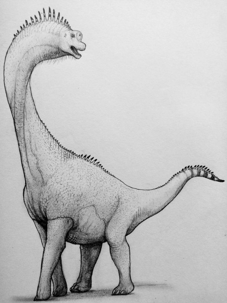 Динозавр с длинной шеей рисунок