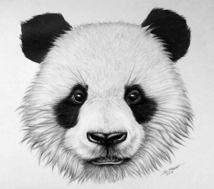 Панда рисунок черно белый