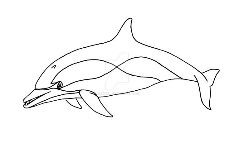 Беломордый дельфин рисунок
