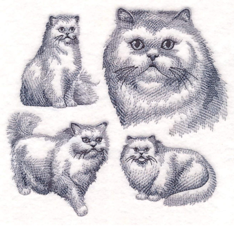 Персидская кошка рисунок