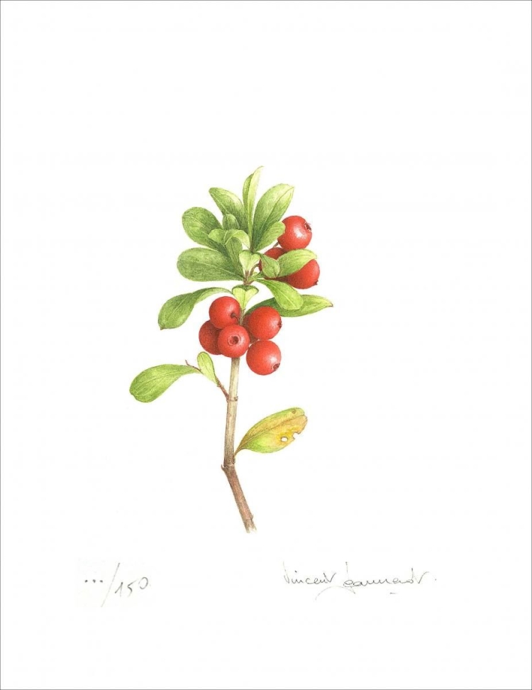Волчья ягода рисунок