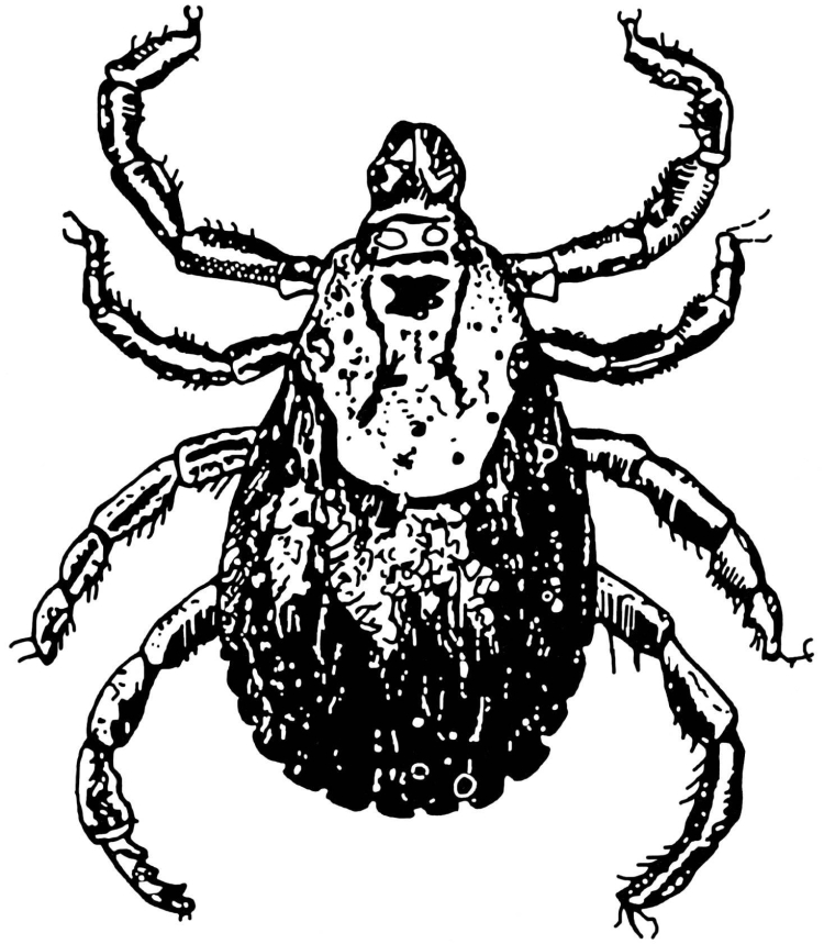 Клещ рисунок