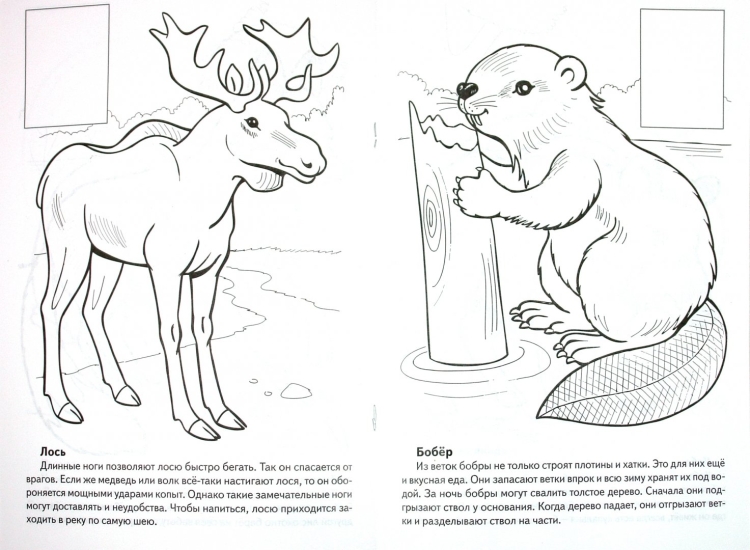 Животные красной книги рисунки
