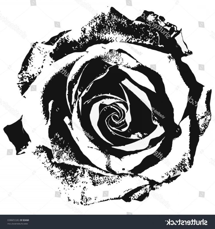 Роза черно белая рисунок