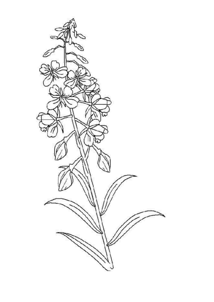 Медуница рисунок растения