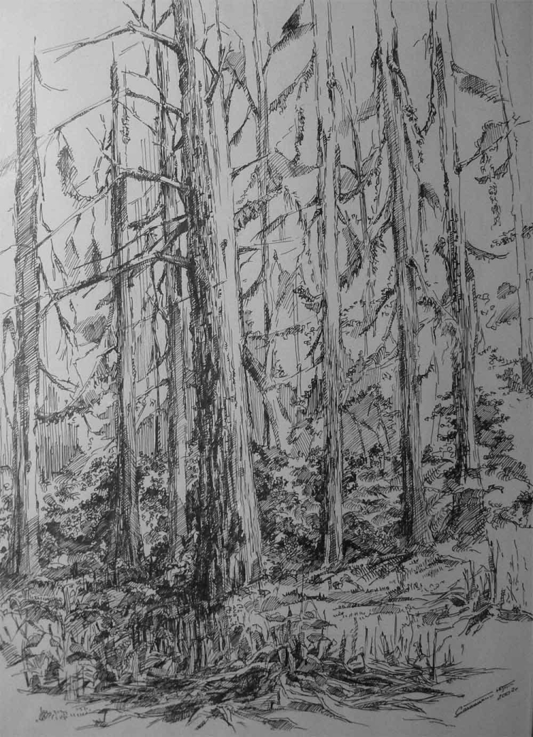 Лес рисунок ручкой