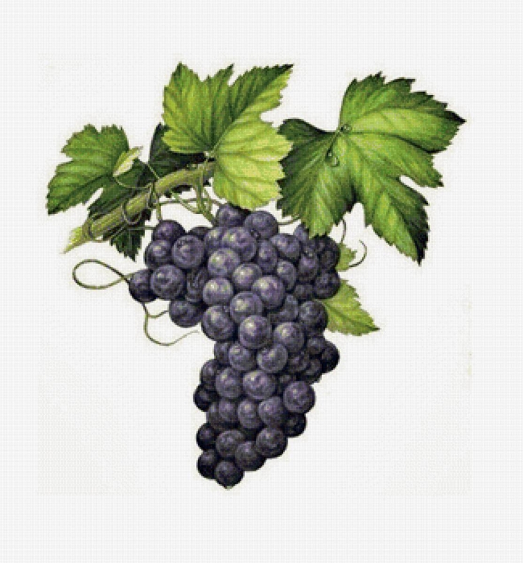 Рисунок виноградной лозы с гроздьями винограда