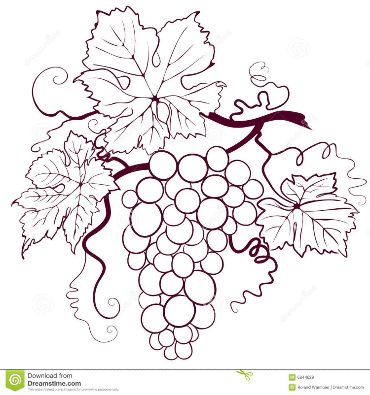 Раскраска виноградная лоза