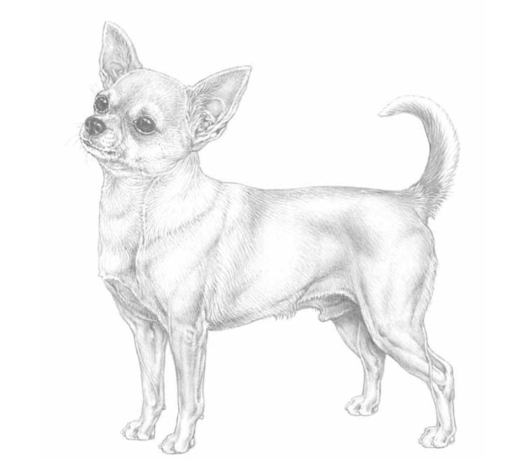 Рисунок собаки чихуахуа
