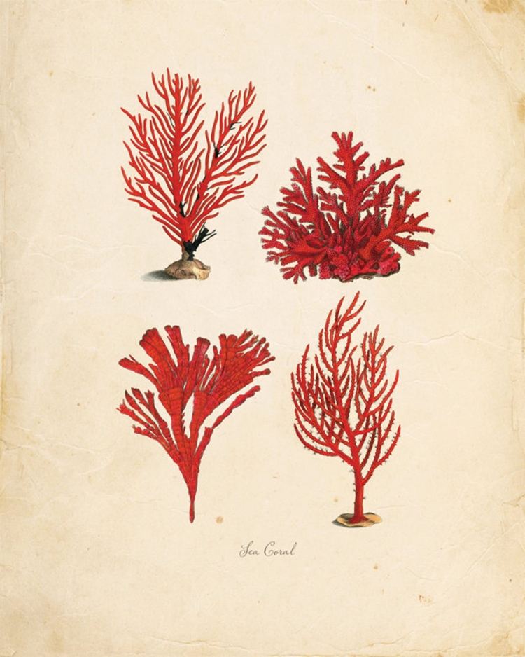 Красные водоросли рисунок