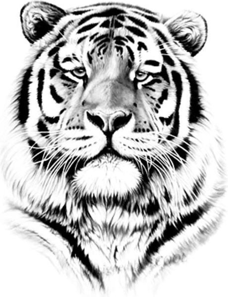 Простые эскизы тигра