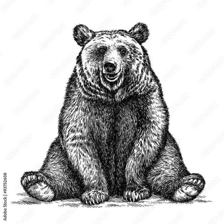Сидящий медведь рисунок