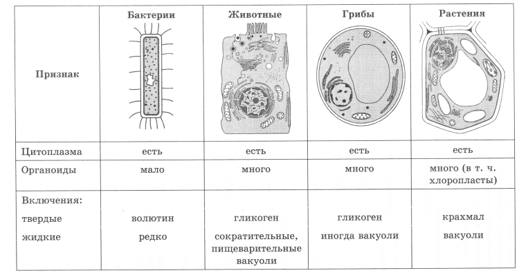 Клетка биология схема растительная