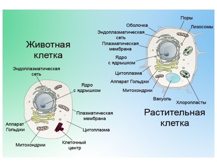 Строение растительной клетки