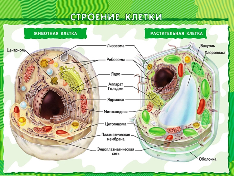 Строение животной и растительной клетки 7 класс