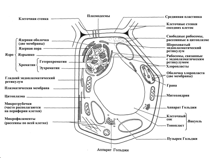 Строение дрожжей грибов