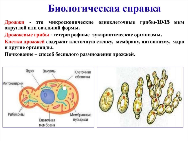 Строение грибной клетки дрожжи