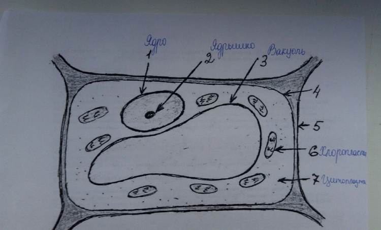 Строение одноклеточных грибов дрожжи