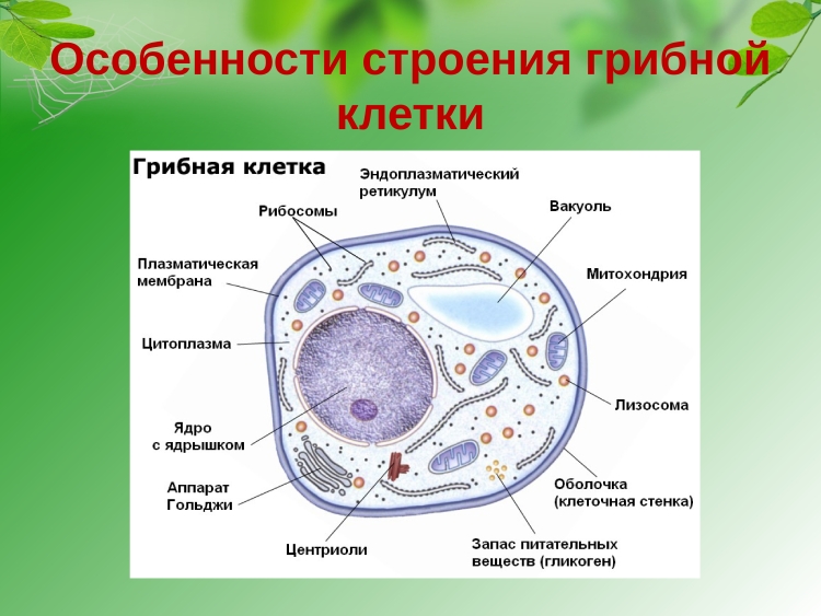 Грибнач клетка пластид
