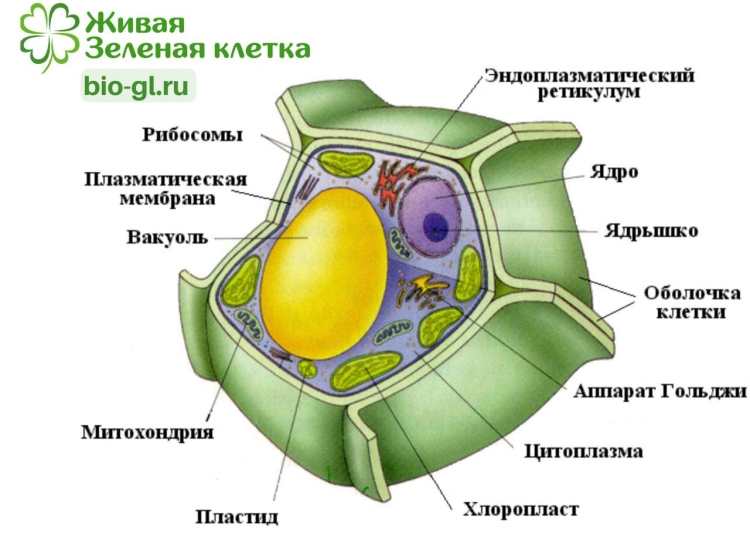 Клетка растения в разрезе