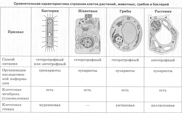 Строение растительной клетки раскрасить