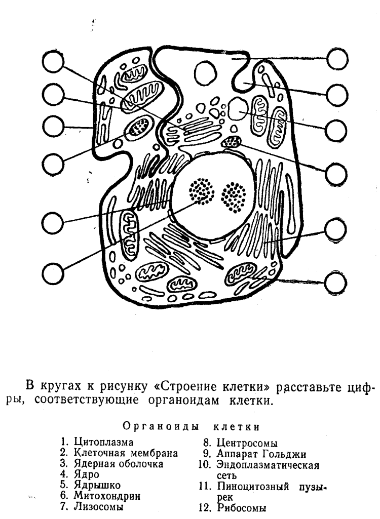 Клеточный сок растительной клетки