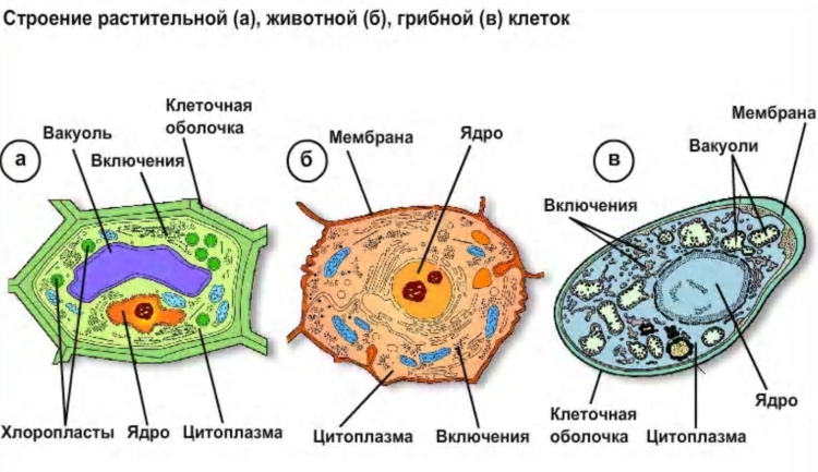 Строение клетки животного
