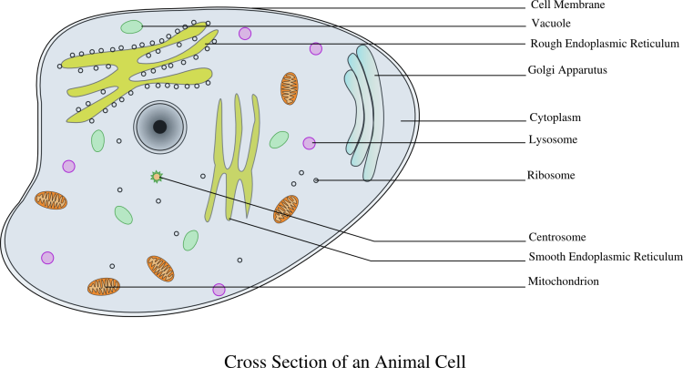 Plant Cell Anatomy