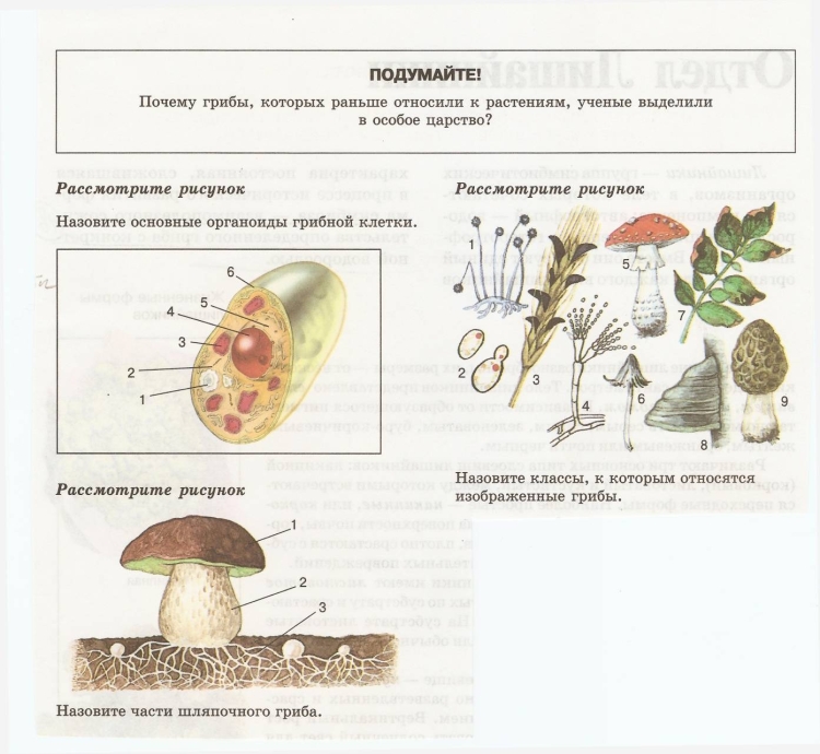 Cell structure Plant Cells