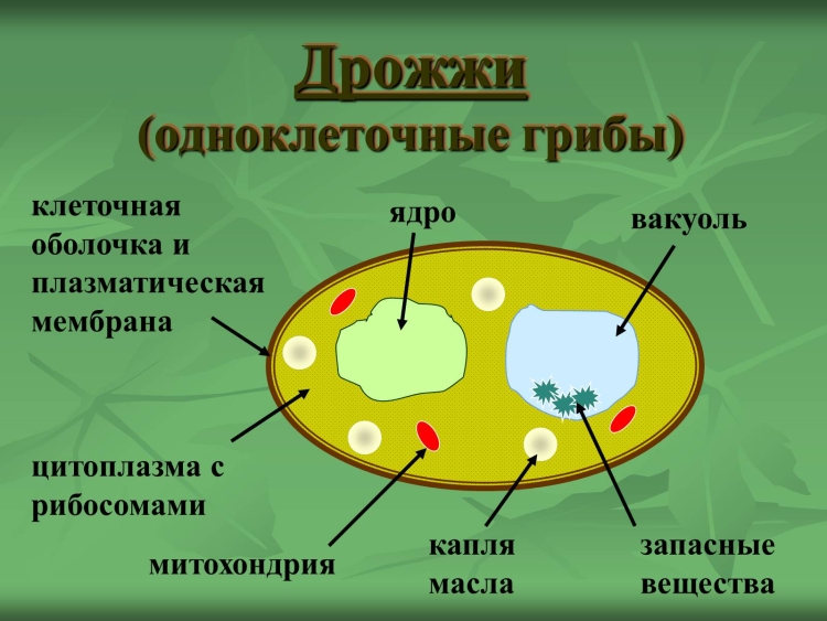 Растительная животная грибная и бактериальная клетки