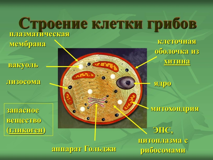 Схема строения клетки гриба
